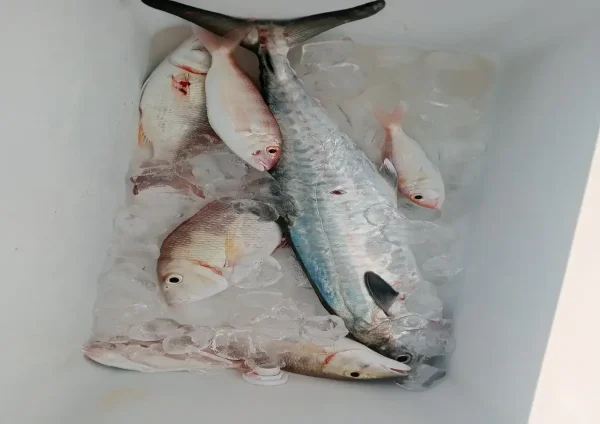 Sport Fishing In Dubai